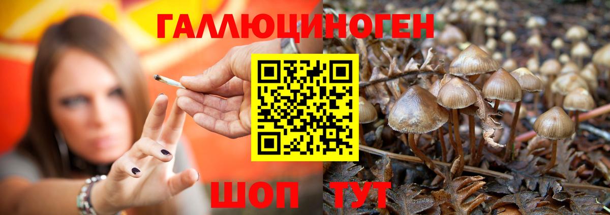 Унеча  купить наркотик  Псилоцибиновые грибы GOLDEN TEACHER  Вход с VPN  Галлюциногенные грибы MAGIC MUSHROOMS 